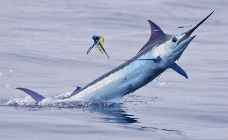Marlin fishing in Costa Rica