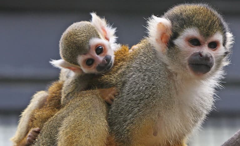 Squirrel monkeys in the Dominican Republic